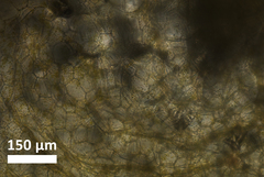 Ceratophyllum