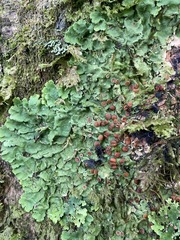 Ricasolia quercizans