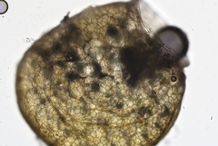 Ceratophyllum