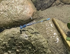 Argia nahuana