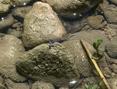 Argia nahuana