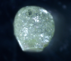 Ceratophyllum