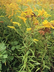 Solidago lepida salebrosa