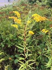 Solidago lepida salebrosa