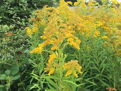 Solidago lepida salebrosa