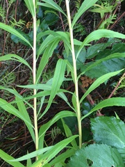 Solidago lepida salebrosa