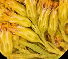 Solidago lepida salebrosa