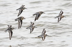Calidris canutus rufa