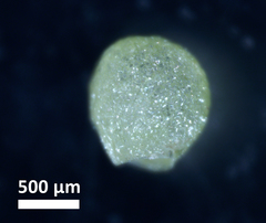 Ceratophyllum