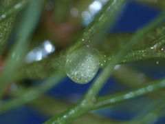 Ceratophyllum