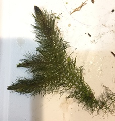 Ceratophyllum