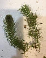 Ceratophyllum