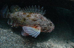 Scorpaena mystes