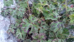 Geranium crenatifolium