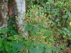 Schistocarpha eupatorioides