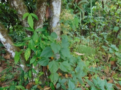 Schistocarpha eupatorioides