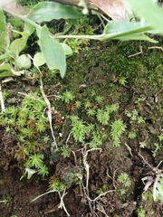 Lophostigma
