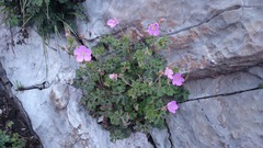Geranium crenatifolium