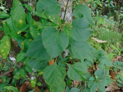 Schistocarpha eupatorioides