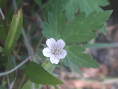 Geranium sibiricum
