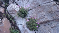 Geranium crenatifolium