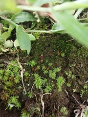 Lophostigma
