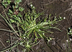 Plagiobothrys undulatus