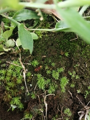 Lophostigma