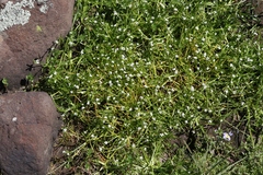 Plagiobothrys undulatus