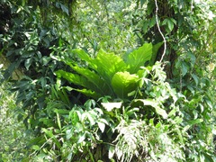 Anthurium crassinervium