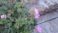 Geranium crenatifolium