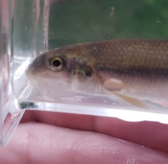 Phenacobius mirabilis