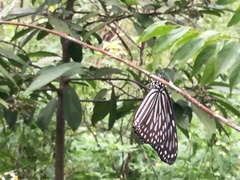 Ideopsis vulgaris macrina