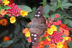 Polygonus leo arizonensis