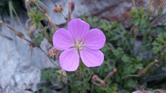 Geranium crenatifolium