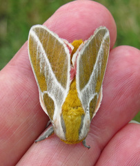 Syssphinx albolineata