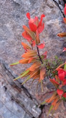 Castilleja integrifolia