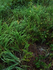 Agrimonia incisa