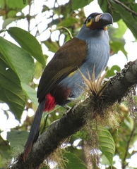 Andigena laminirostris