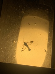 Synanthedon acerni
