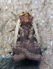Parabagrotis exsertistigma