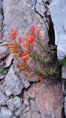 Castilleja integrifolia