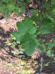 Ribes viscosissimum