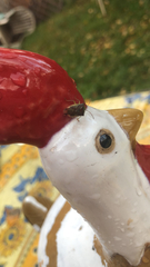 Elasmostethus interstinctus