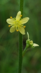 Agrimonia incisa