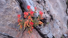 Castilleja integrifolia