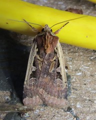 Parabagrotis exsertistigma