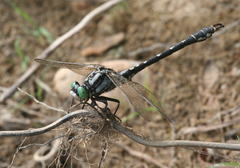 Nihonogomphus ruptus