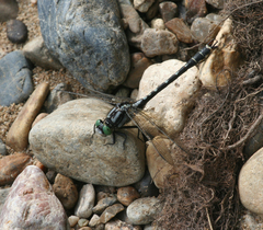 Nihonogomphus ruptus