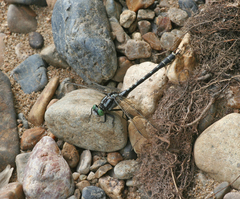 Nihonogomphus ruptus